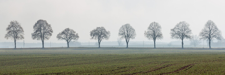 Panorama with several deciduous trees. Lined up in a row, standing next to each other.