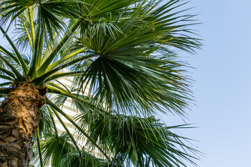 Crown of palm tree Washingtonia robusta, commonly known as Mexican fan palm or Mexican washingtonia, in Sochi. Luxury leaves on blue sky background with modern building.
