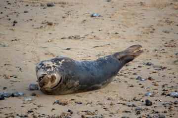 Grey Seals (Halichoerus grypus) on a beach in Norfolk, UK