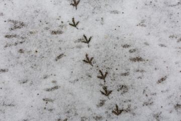 Tracks of a bird in the snow.