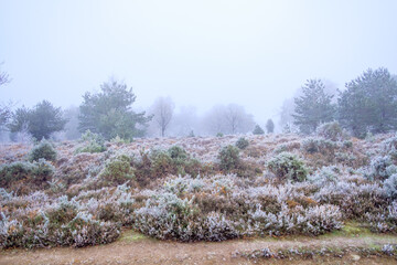 Hoar frost on Hindhead Common