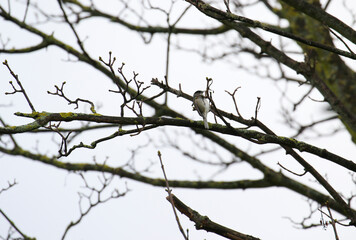 Blackcap bird (Sylvia atricapilla) feeds whilst perched on branch of sycamore tree during winter season. Lichen grows on bare branches