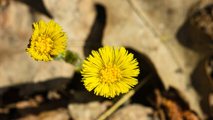 Flower in early spring, blooming coltsfoot, tussilago farfara, macro with bokeh background selective focus, shallow DOF