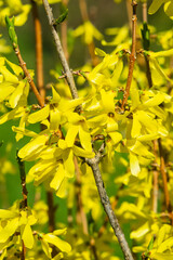 Yellow flowers on Easter tree Forsythia intermedia at garden close-up, selective focus, shallow DOF
