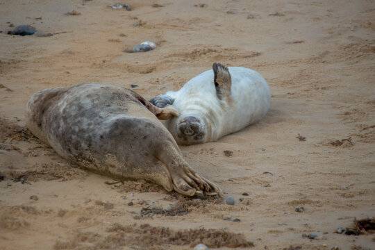 Grey Seals (Halichoerus grypus) on a beach in Norfolk, UK