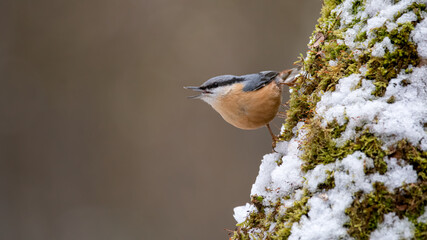 Kleiber, bird, natur, wild lebende tiere, tier, ast, robin, finch, wild, baum