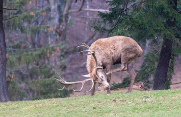 Red Deer Stag resting and scratching in a Meadow During Winter