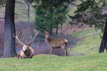 Red deer doe and stag resting Carpathian red deer on meadow during rut