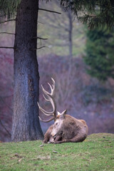 Red Deer Stag, Deer Stag Resting in a Meadow During Winter
