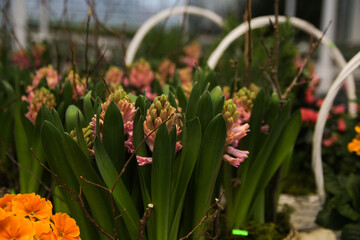 Beautiful Flower Greenhouse in Blooming Spring Season. Florist shop. Start flower seeds in a greenhouse for spring planting. Spring planting offers. Flowers for sale 