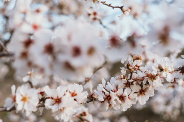 Flores de árbol de cerezo con fondo del mismo difuminado