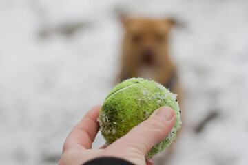 fetch in winter selective focus for title dirty tennis ball ball in foreground
