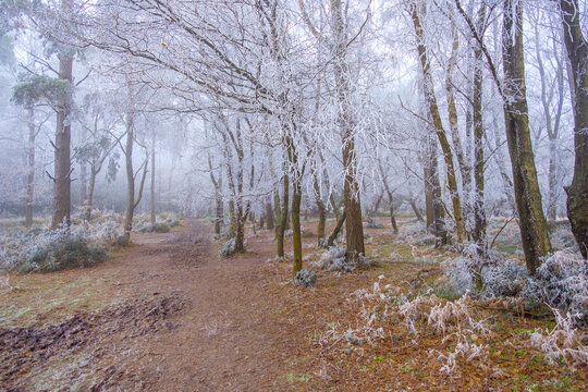 Hoar Frost On Hindhead Common