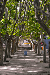 Obraz premium alley in the park