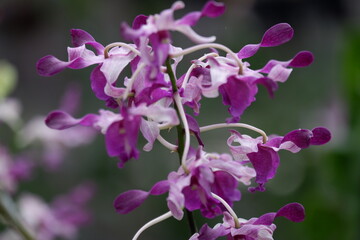Naklejka na ściany i meble purple curly dendrobium orchid flowers