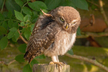 Little owl with ruffled feathers