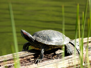 turtle on the ground