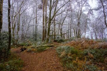 Heavy frost at Hindhead Common