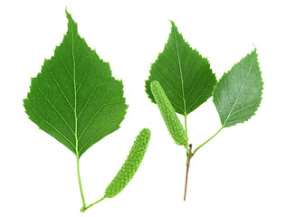 Isolated image of green birch leaves and buds on a white background, top view. Set of images.