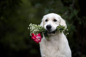 golden retriever dog holding a bouquet of flowers outdoors