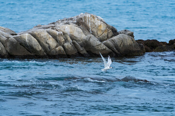 Sandwich tern - CHARRAN PATINEGRO (Thalasseus sandvicensis)