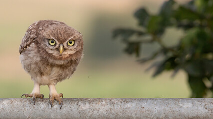 Fototapeta premium Little owl crouching on metal gate