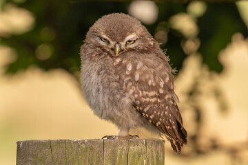 Young little owl on post looking sleepy