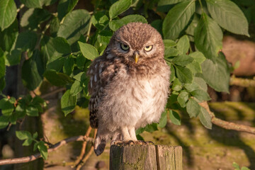 Young little owl sitting on post looking straight ahead