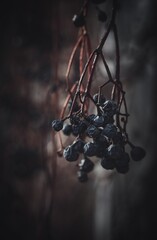 Dried berries of wild grape