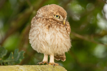 Juvenile little owl on fence looking sideways