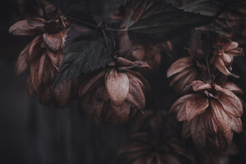 dried hop cones