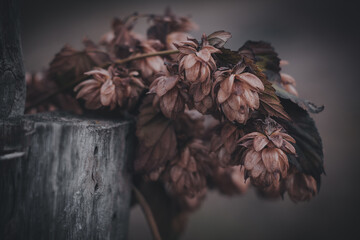 Close up of dried hop cones 