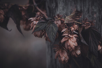 Macro photography of a hop 