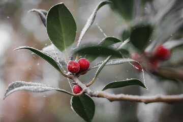red berries on snow