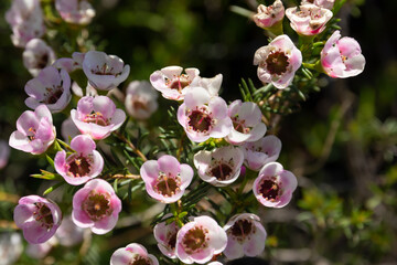 Fynbos flowers in the Karoo, South Africa