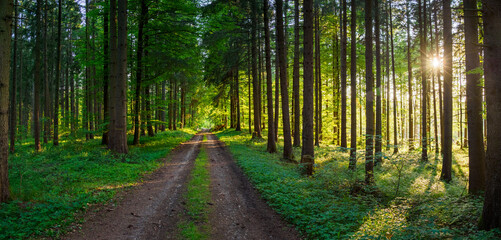 Obraz premium Weg durch den Wald