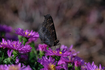 Peacock butterfly on purple aster flower. Spring garden on a sunny day. Natural background. Brown insect. Horticulture. Wild animals.