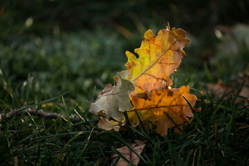 autumnal leaf on the grass