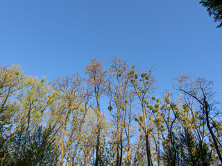 Autumn trees in the blue sky