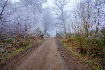 Heavy frost at Hindhead Common