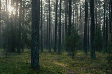 Magic forests and swamps in Lithuania 