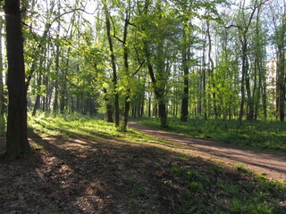 Fototapeta na wymiar Path in the summer forest