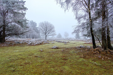 Heavy frost at Hindhead Common
