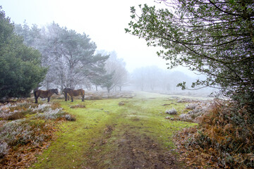 Heavy frost at Hindhead Common