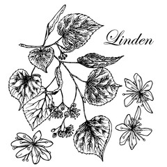 Linden. Linden tree branch with flowers, fruits. Black white vector illustration on white background. Hand drawn.