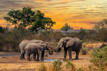 Elephant family of three gathers at a clean waterhole by sunset to drink and beat the excessive heat of the savannah. - obrazy, fototapety, plakaty