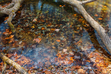 554-43 Leaves and Logs in Big Piney Creek