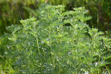 Bitter wormwood (Artemisia absinthium) bush grows in nature