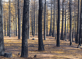 Close-up view of pine trees after a recent Forest Fire. The tree trunks are darkened and many of the branches are burned and missing their pine needles.