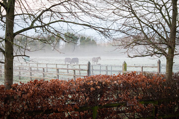 Irish Horses in Frosted Foggy Meadow